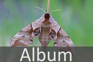 Schwärmer (Sphingidae)